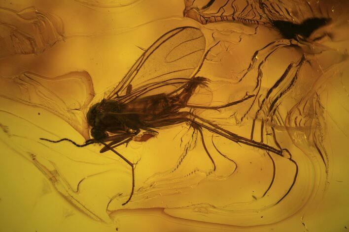 Detailed Fossil Fly (Diptera) In Baltic Amber #87229